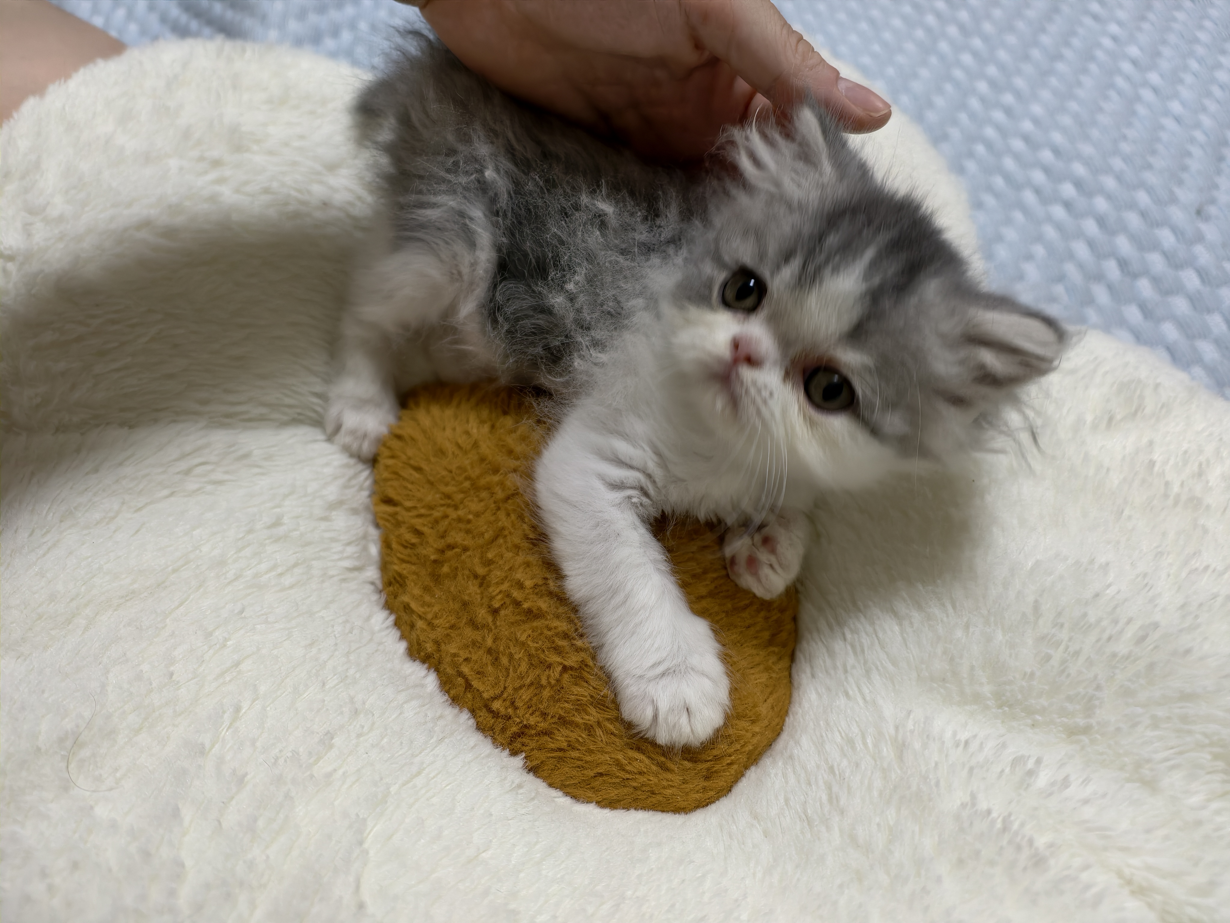 南京自提，加菲猫咪